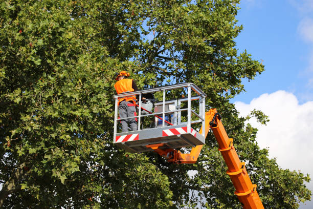 How Our Tree Care Process Works  in  Valley View, PA